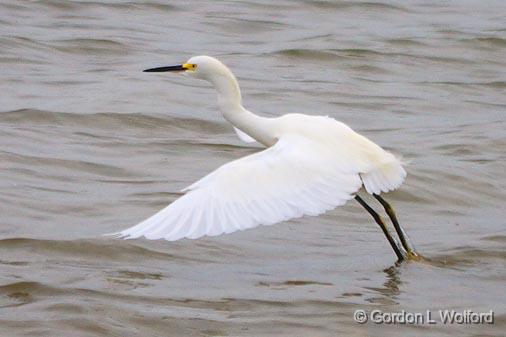 Snowy Egret Taking Wing_29496.jpg - (Egretta thula)Photographed near Port Lavaca, Texas, USA.